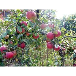 Mar (Soiul Cretesc Rosu De Prahova )