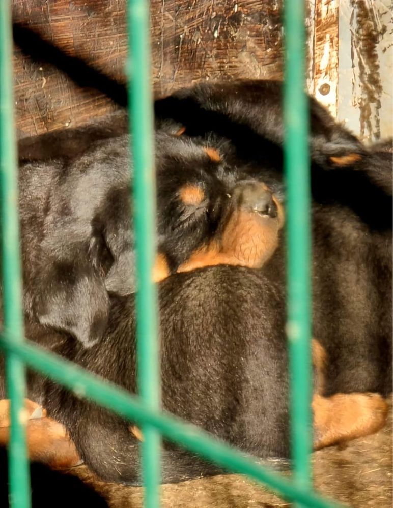 Vand pui Rottweiler cu pedigree