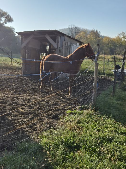 Vand manza de 1 an si 7 luni