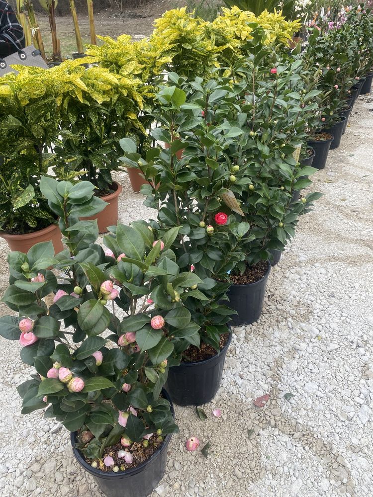 Camelias roze si plante pt grădină