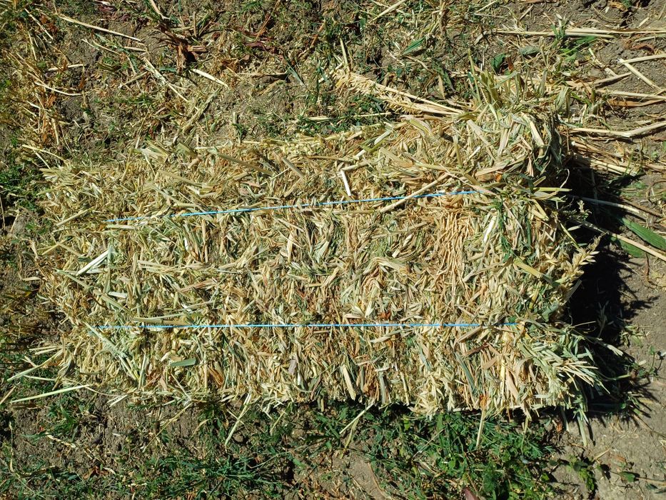 Vând 800 baloti de Ovaz si peste 3000baloto fan