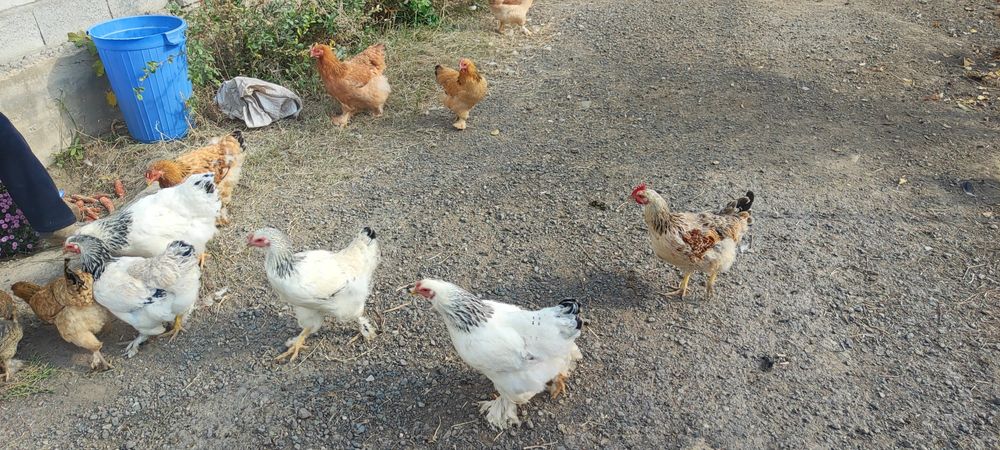 Куры домашние молодые