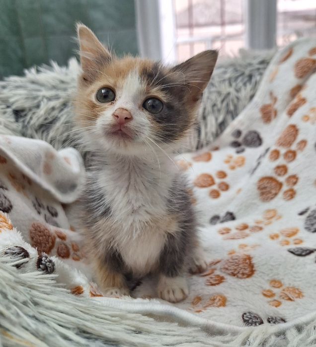 Pisica Ika îți încape într-o palmă. Adopt-o!