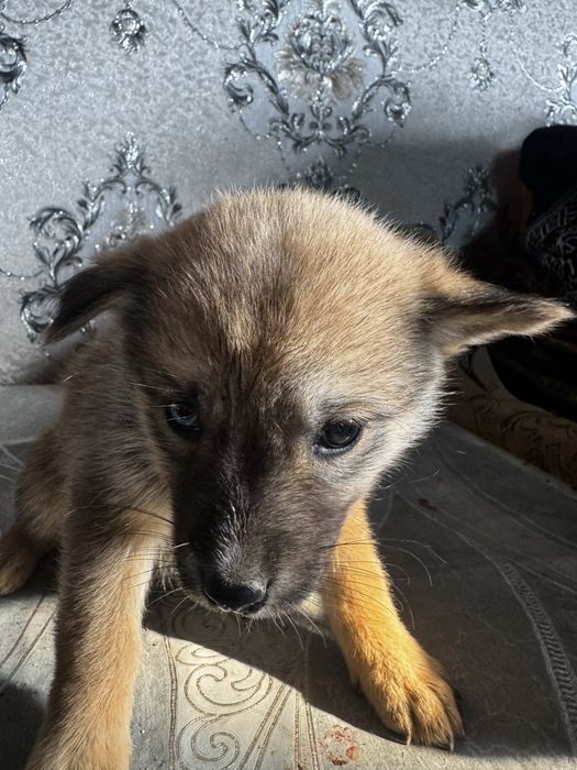 Продаеться 7 щинят хаски, неоторые с окрсом матери,