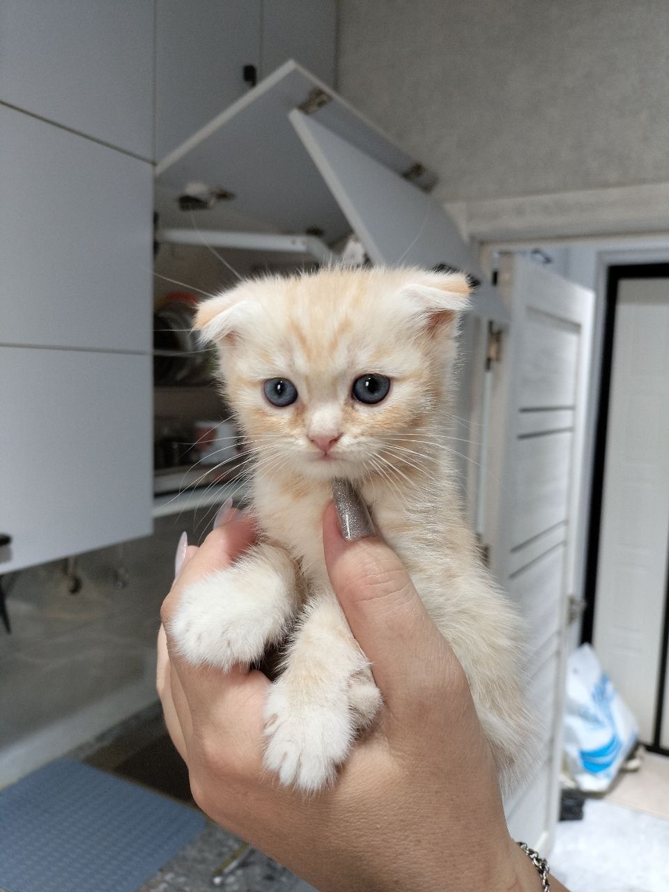 Котенок скотиш фолд