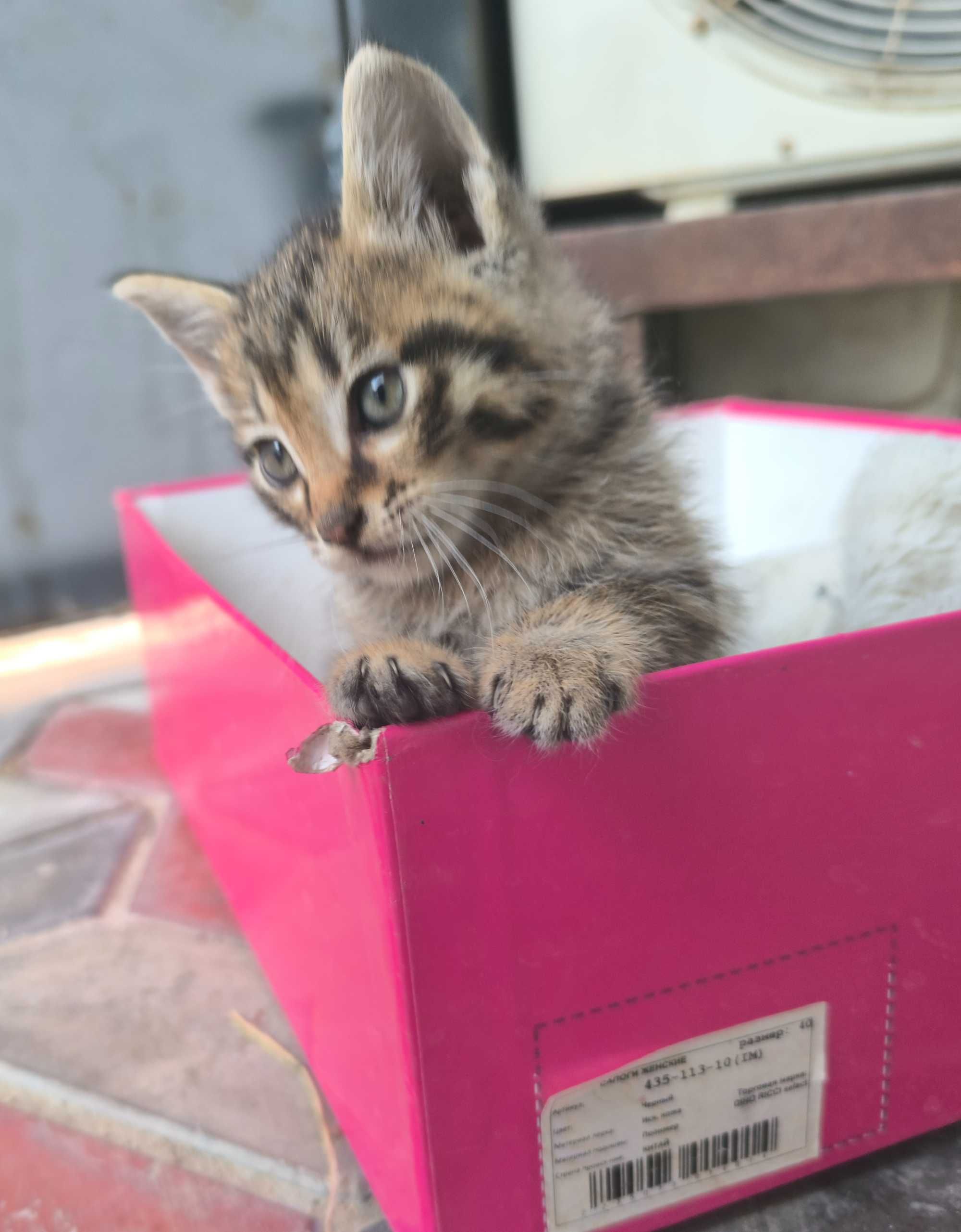 котята в добрые руки.