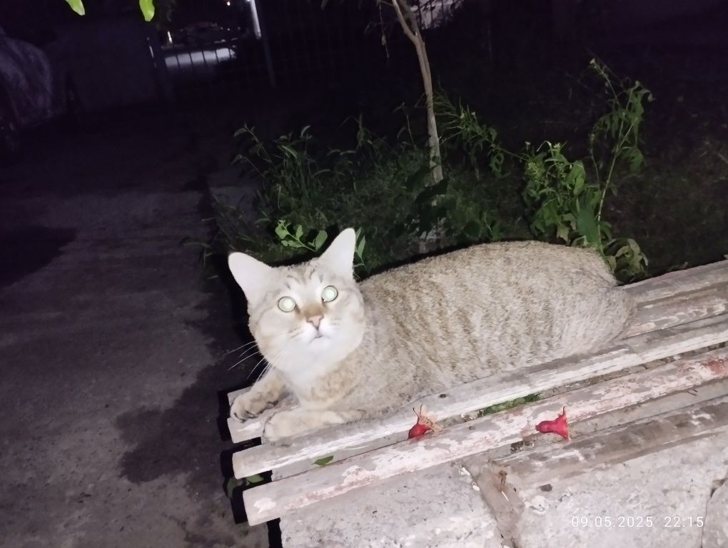 Пристраивается котик