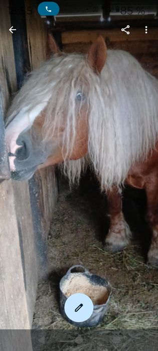 Armăsar de monta