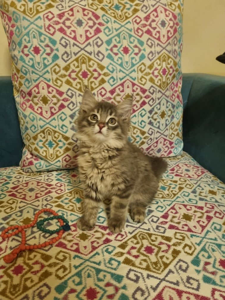 Отдадим котенка в самые добрые руки