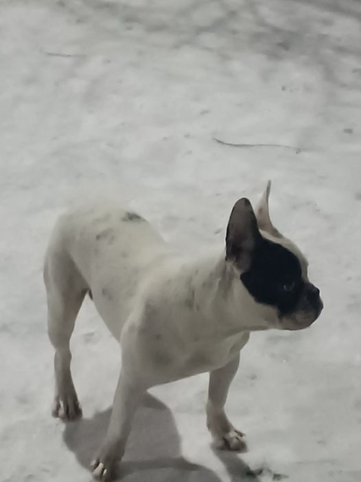 Французский Бульдог возраст8 месяцев привит паспорт