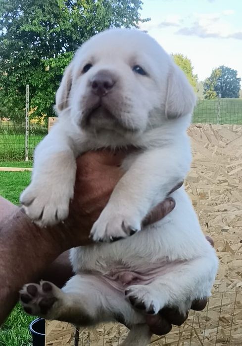 Labrador Retriever cu pedigree FCI
