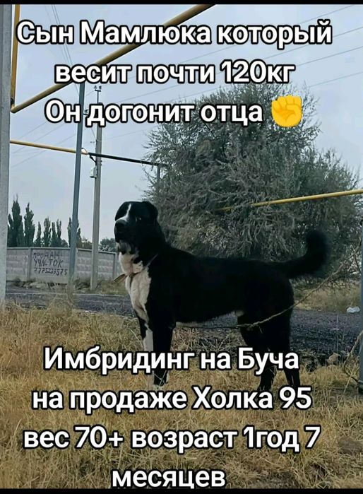 Собака /Алабай. )