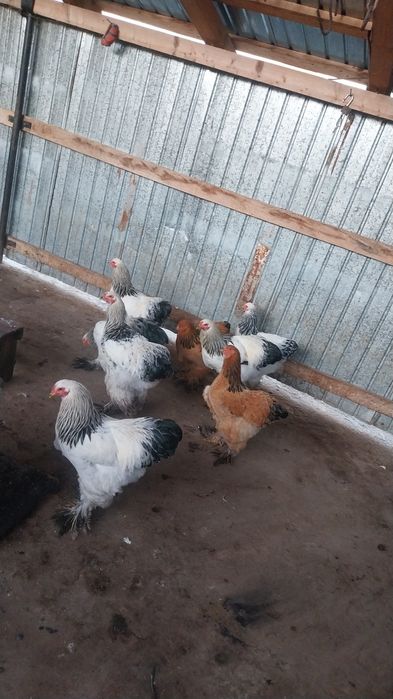 4 cocoși Brahma de vânzare