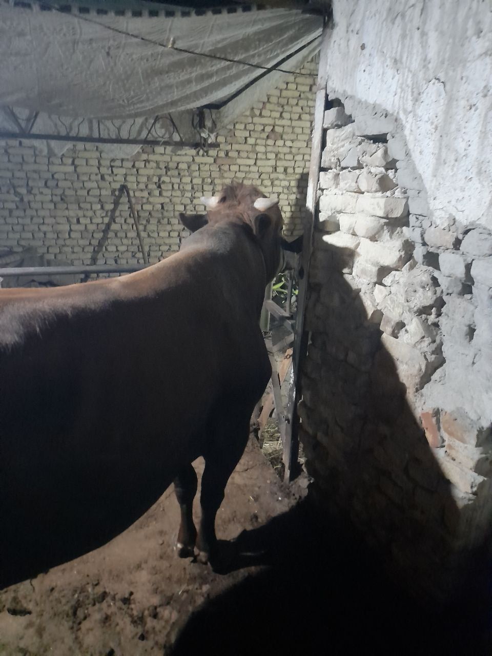 Qurbonlik uchun buqalar sotiladi
