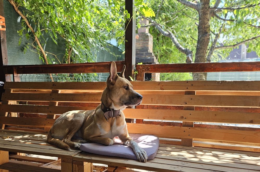 Cazare câini,webcam curte, padoc, Pet sitter