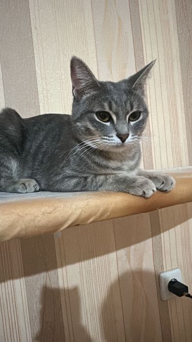 Кошка, кот, мысык,