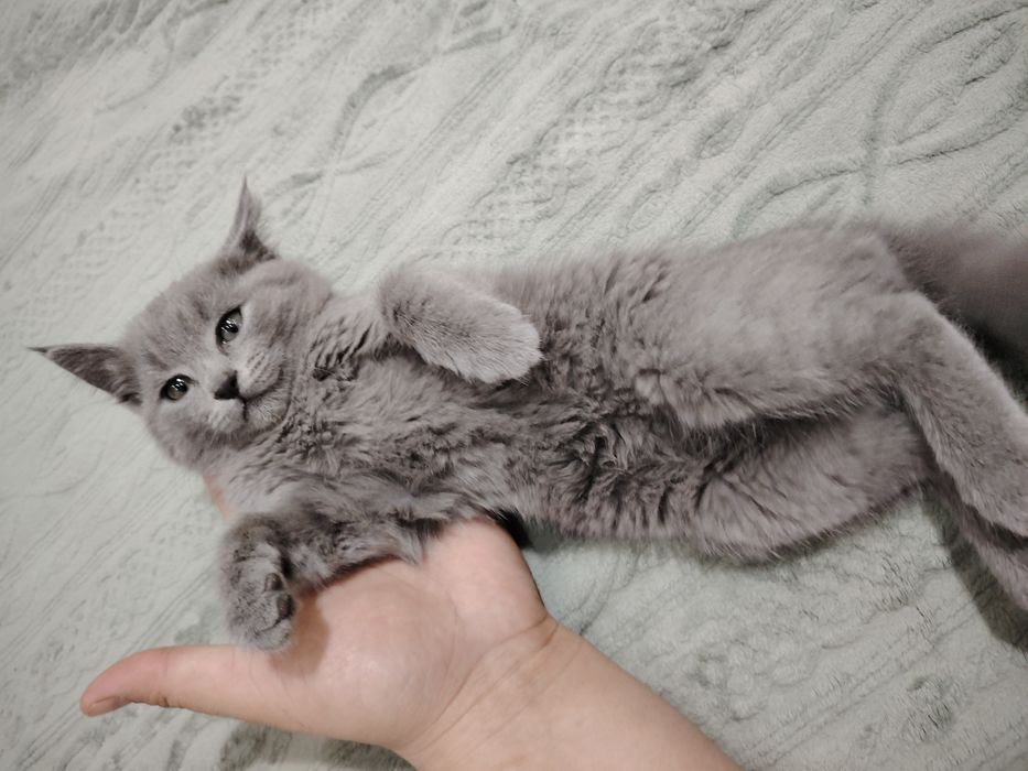 Кошка очень умная ласкавая красивая