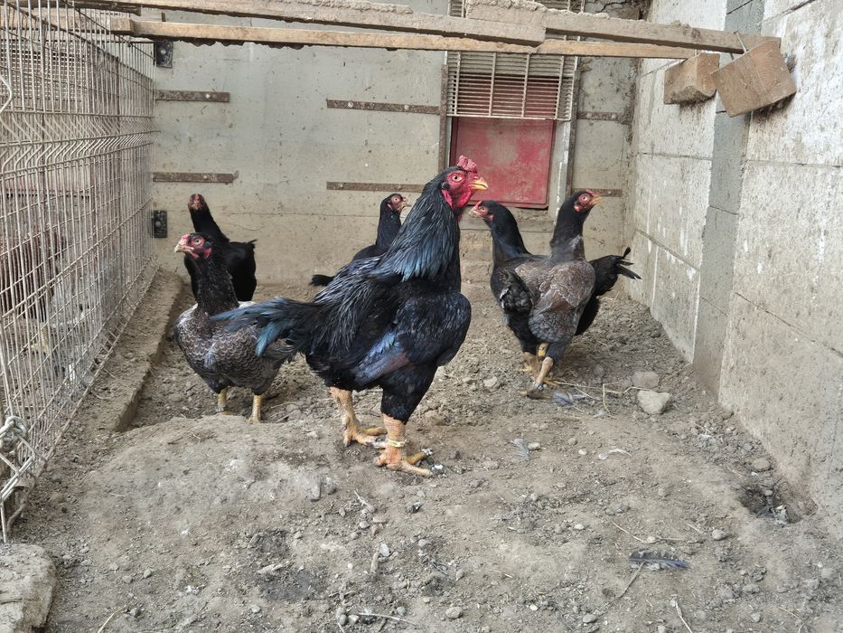 Famili de combatant indian talie mare, de vanzare