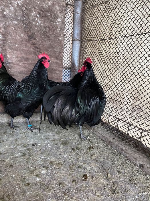 Cocoși australorp negru 2025