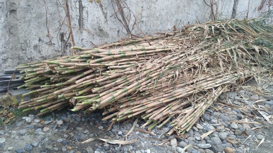 Bambuk sotiladi narxini kelishamiz