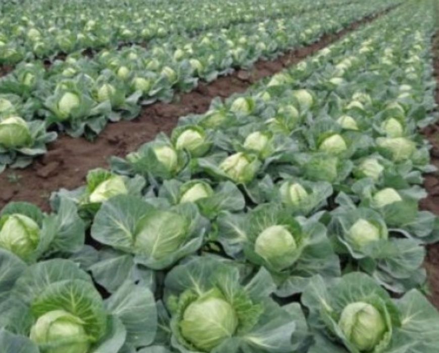 Producator vand varza romaneasca recolta proprie