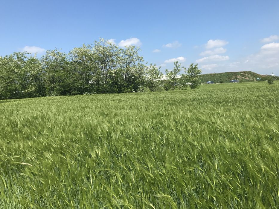 Сенаж , Силаж ,  Ливадно Сено, Слама