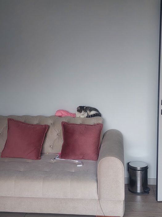 Котенок девочка Ташкент