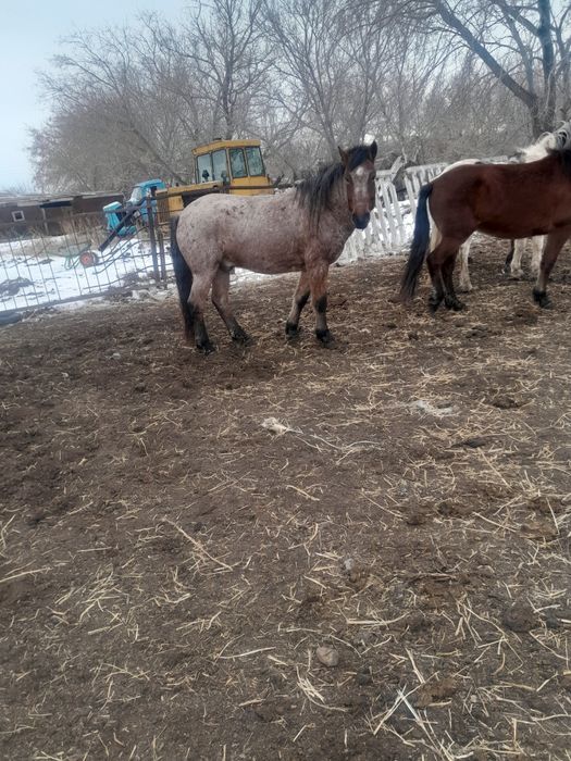 Жылқы  сатылады семіз