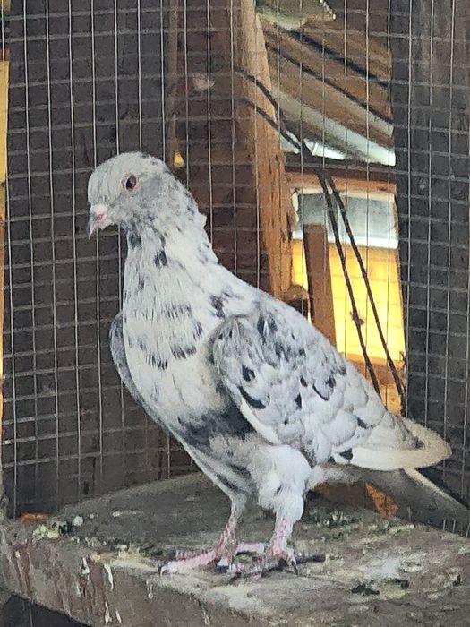 Продаются голубь