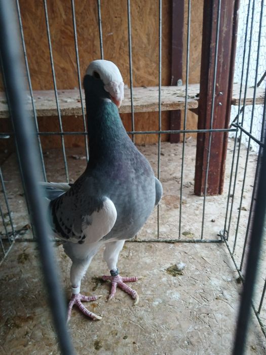 Voiajori germani de frumusețe