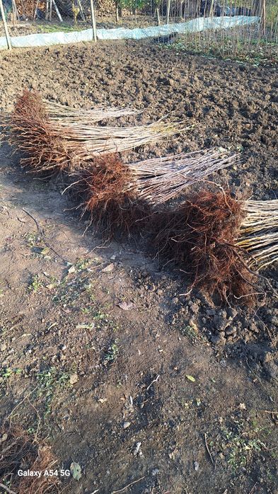 Vând pomi fructiferi altoiți