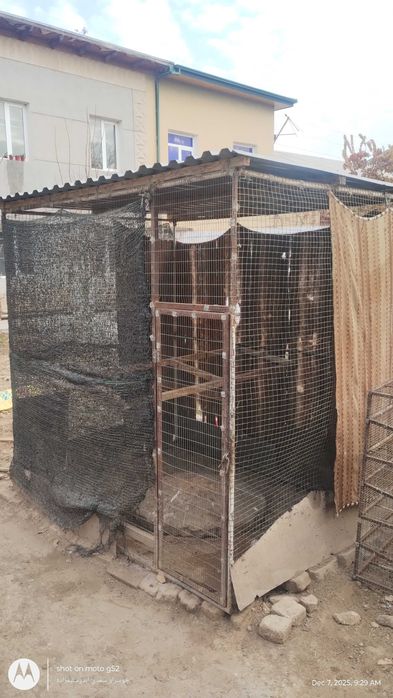 Tovuq katak sotiladi