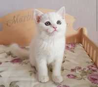 British shorthair white superbi