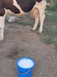 Vând vaca de vânzare