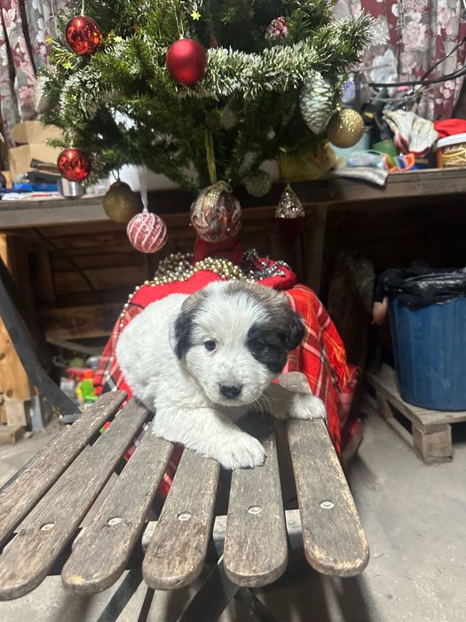 бебе каракачанка