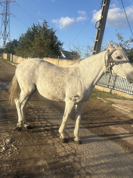 Vand cal mangalia sau schimb cu animale