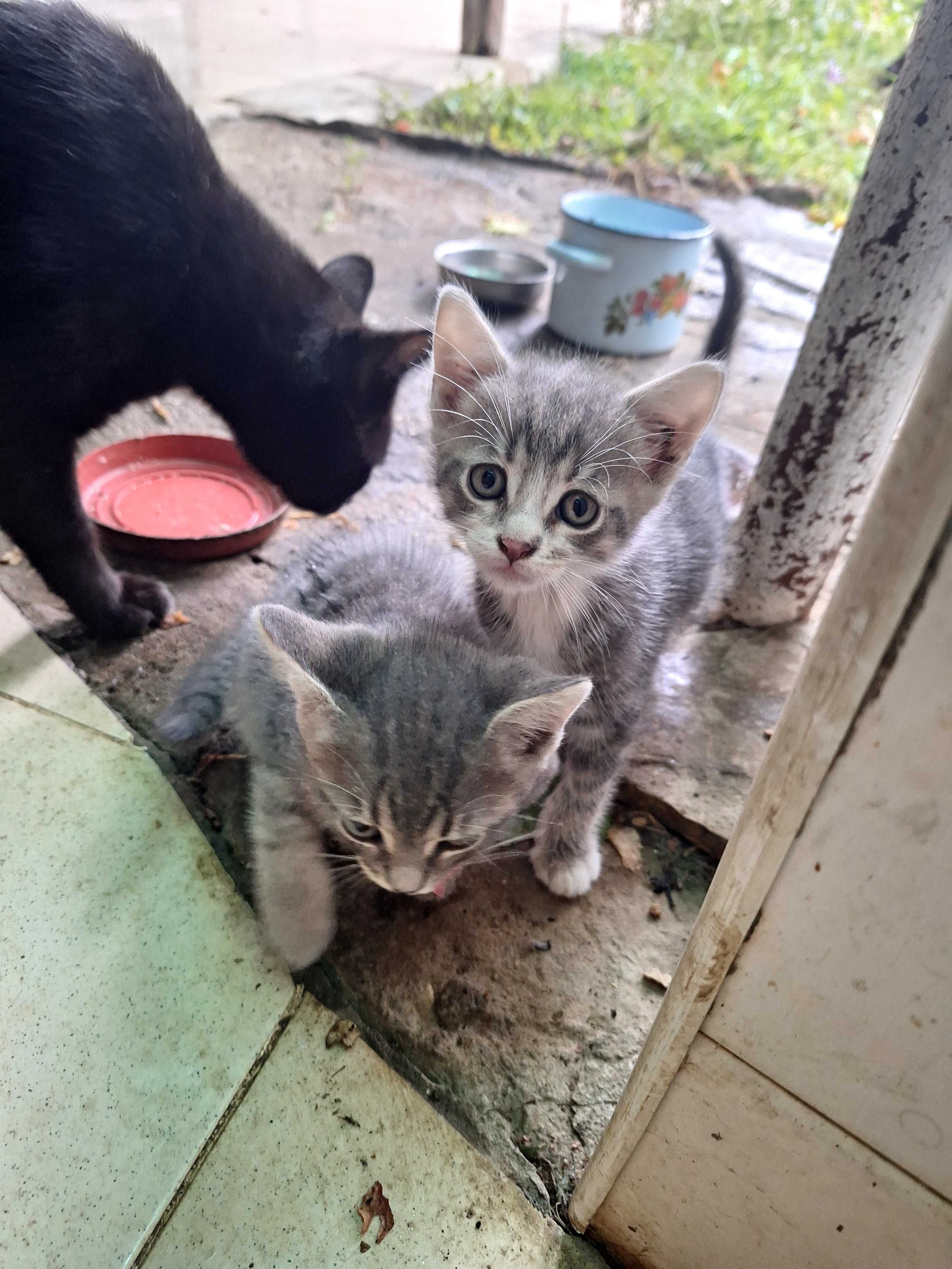 Подарявам котенца