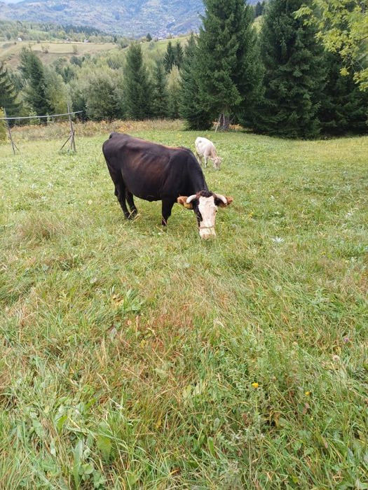 2 vaci de ținut cu lapte /gestante