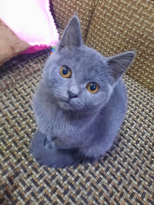 Скотиш страй Mushuk sotiladi  skoittish stray