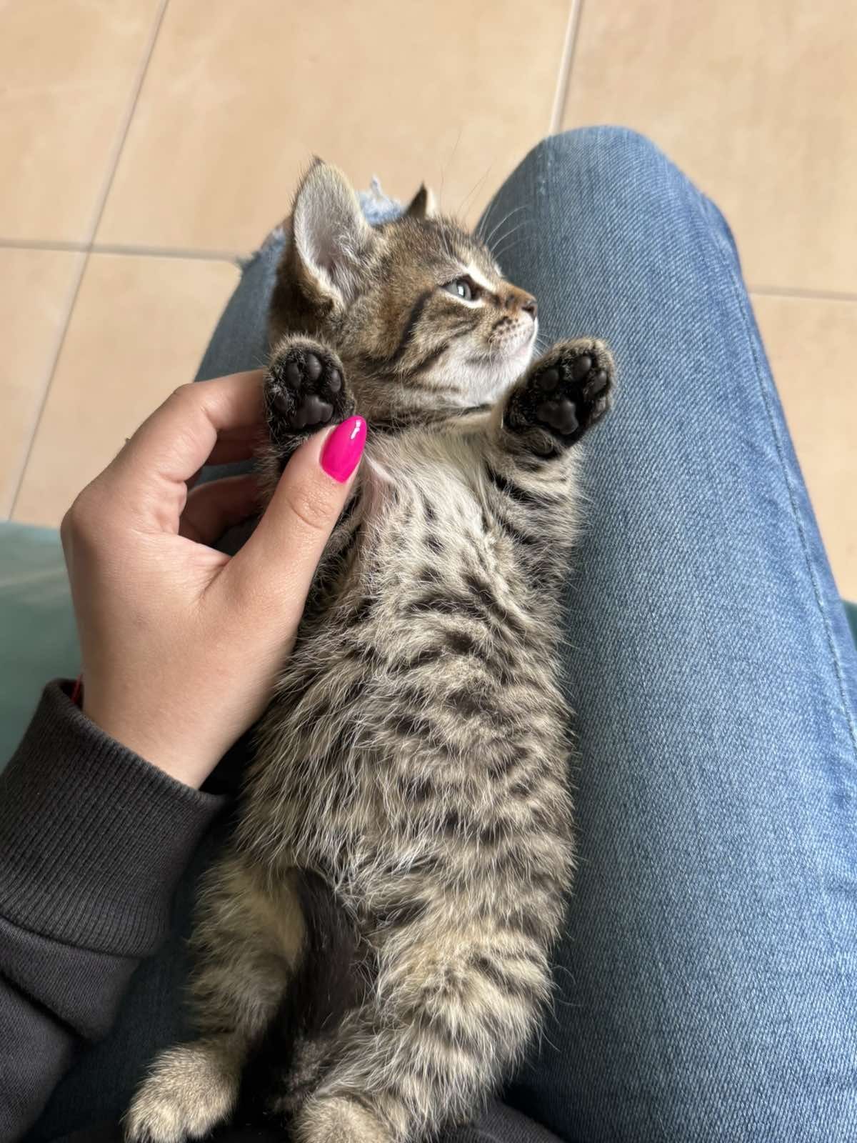 Котенца търсят своят дом