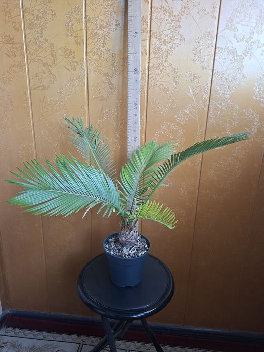 Продам Цикас, Садовое пальма