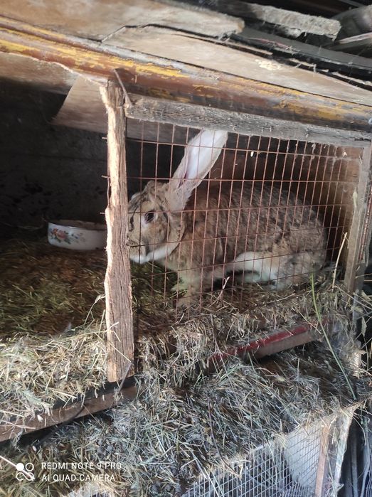 Кролик самец продам или обмен