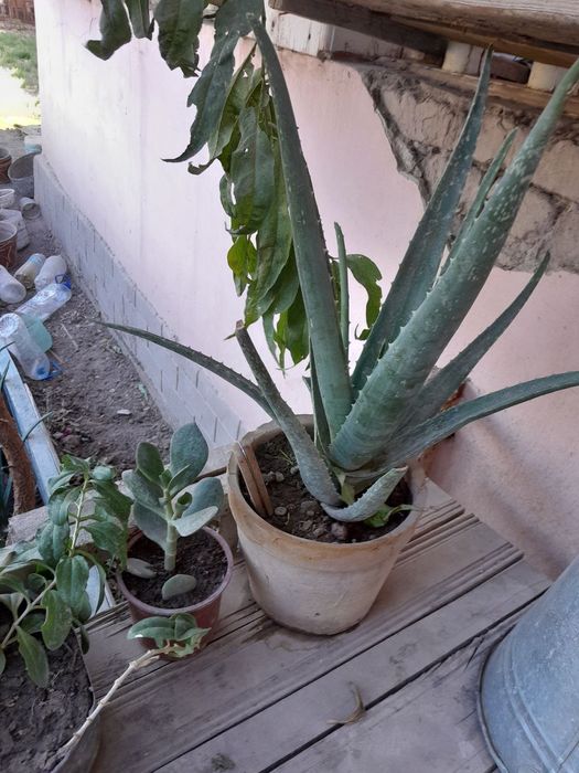 Gullar sotiladi urganchda