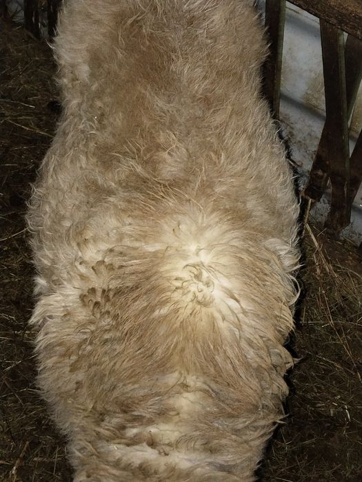 Продам две барашки