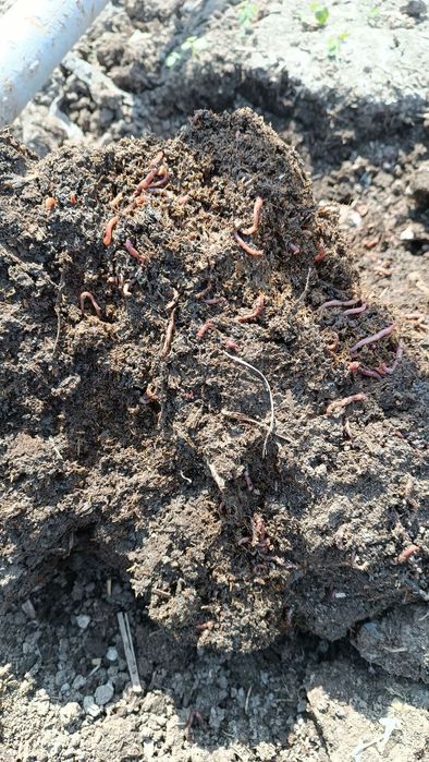 Биогумус оптом 45.000 сум