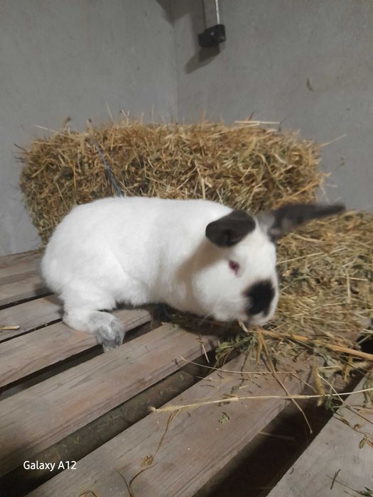 Iepure Californian + Iepuroaică Neozeelandeză