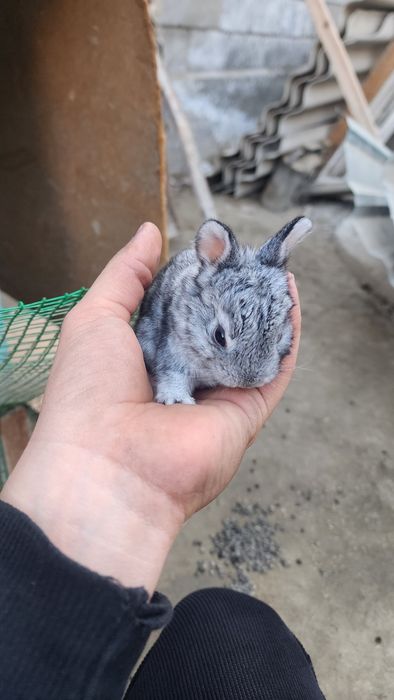 Куёнчалар сотувда