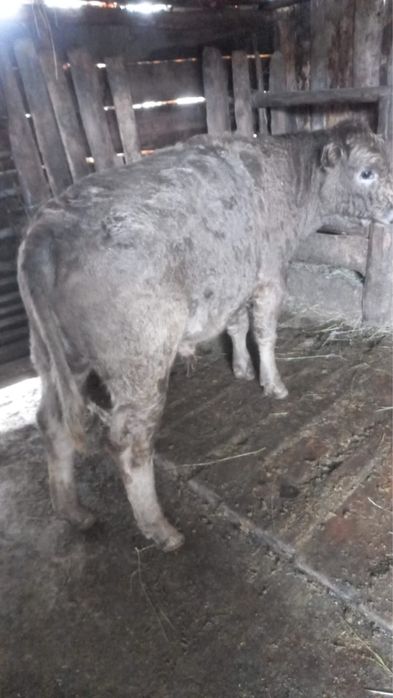 Падсос бычки аулекол