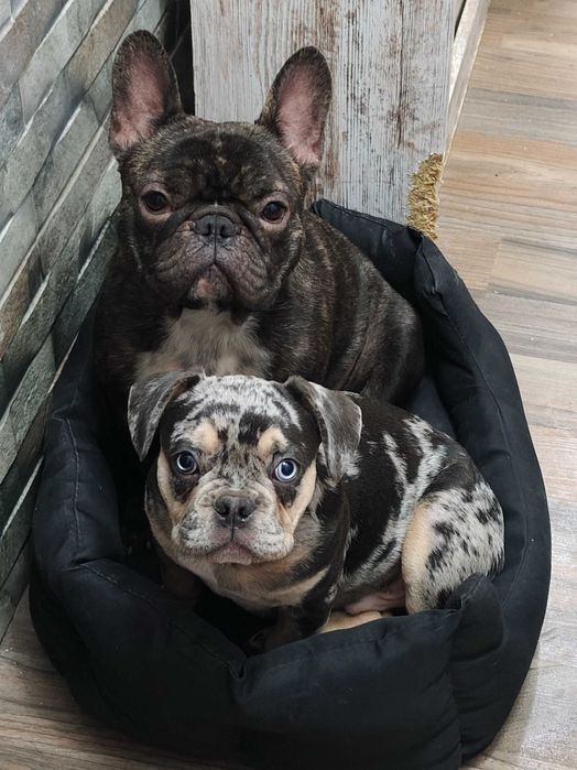 Продавам френски булдог мерле