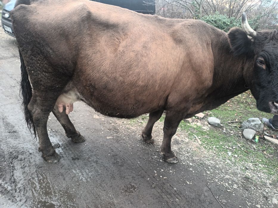 Vind vaca de 550kg de tinut sau alceva  este buna sta în gard baltata